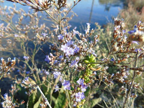 Imagem de Limonium brevipetiolatum R. Artelari & M. Erben