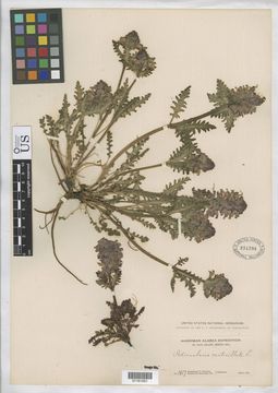 Image of whorled lousewort
