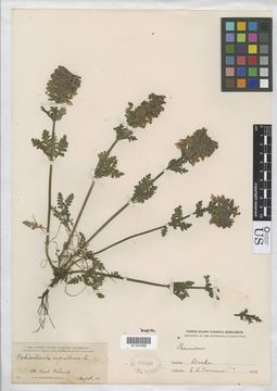 Image of whorled lousewort