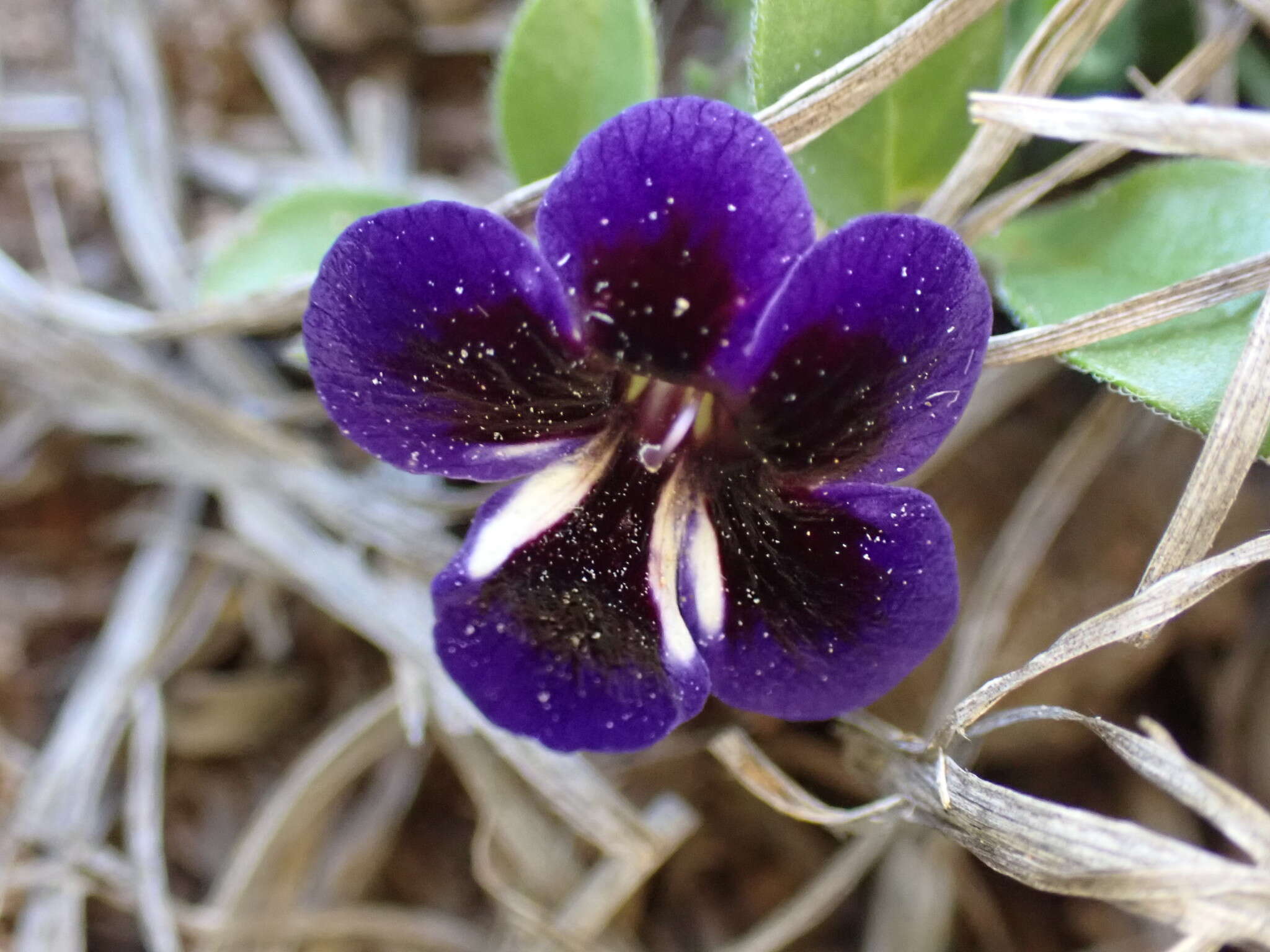 Image of Aptosimum elongatum Engl.