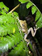 Image of Chiriqui Robber Frog