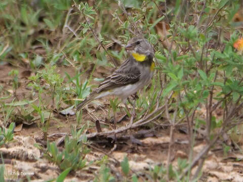 Image of Salvadori's Seedeater