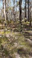 Image of Ozothamnus diosmifolius (Vent.) DC.