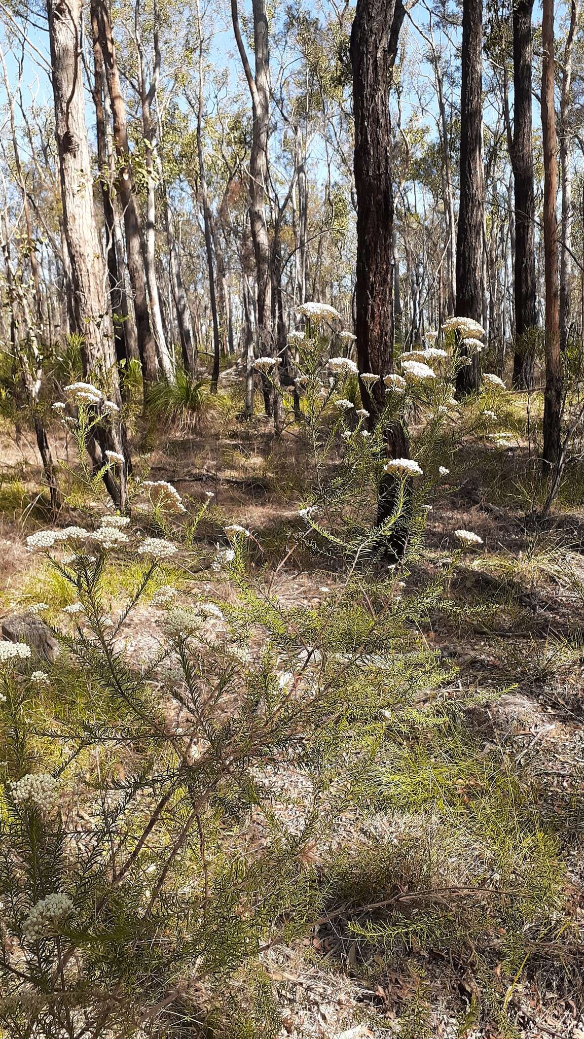 Image of Ozothamnus diosmifolius (Vent.) DC.