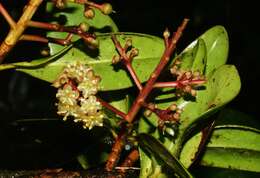 Imagem de Ardisia luquillensis (Britton) Alain