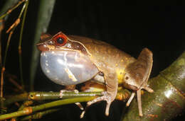 Image of Anderson's Spadefoot Toad