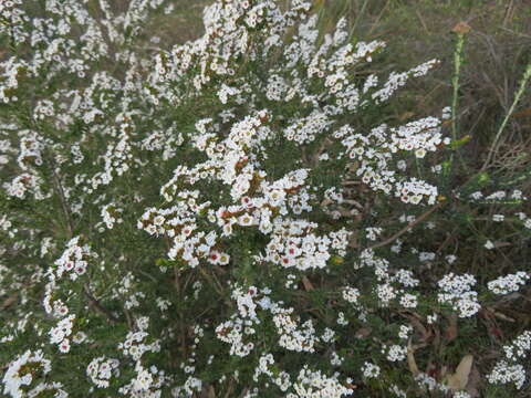 Thryptomene calycina (Lindley) Stapf resmi