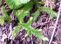 Image of Stag's-horn Clubmoss