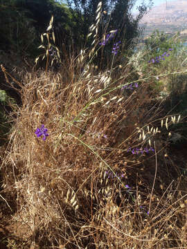 Image of Delphinium peregrinum L.