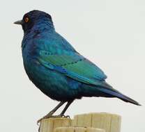 Image of Cape Glossy Starling