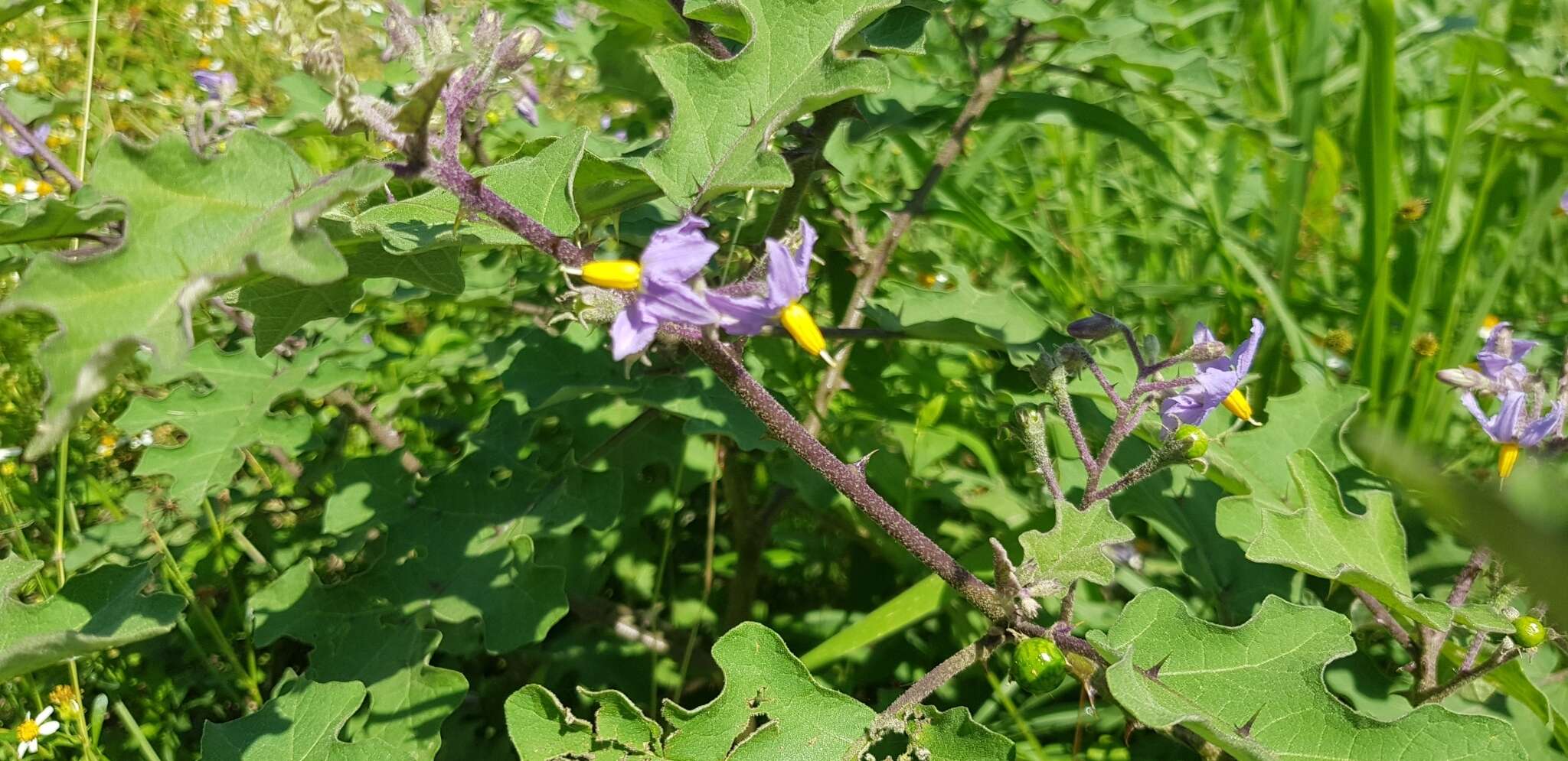 Image of Solanum violaceum Ortega