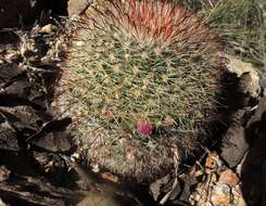 Mammillaria jaliscana subsp. jaliscana的圖片