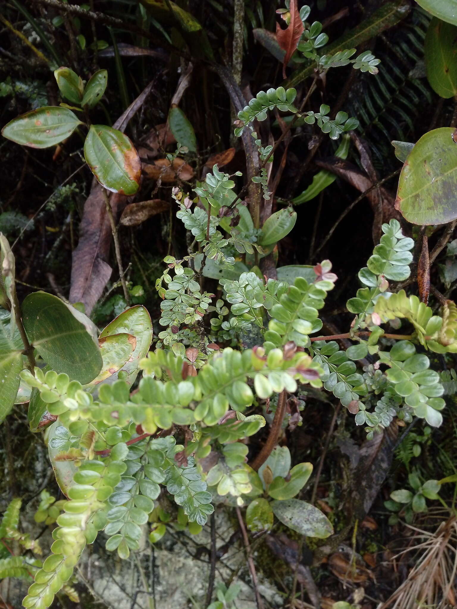Image of Weinmannia fagaroides Kunth