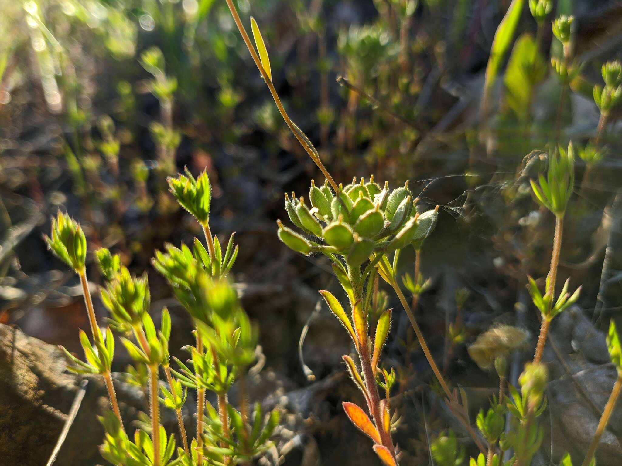 Слика од Alyssum umbellatum Desv.