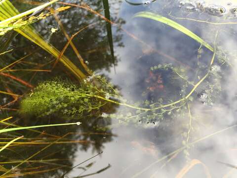 Image of Common bladderwort