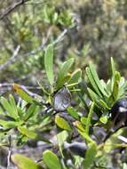 Image of Lomatia polymorpha R. Br.