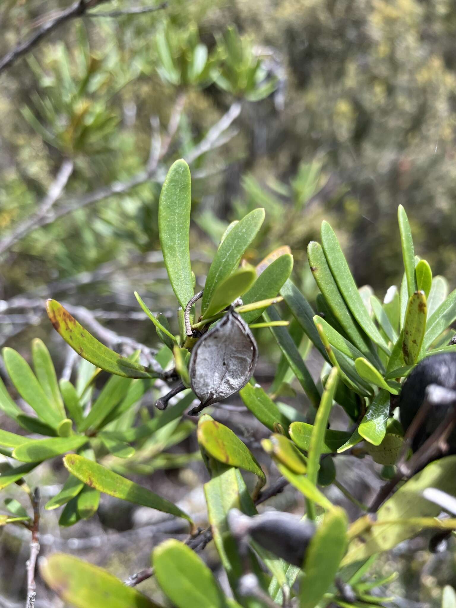 Plancia ëd Lomatia polymorpha R. Br.