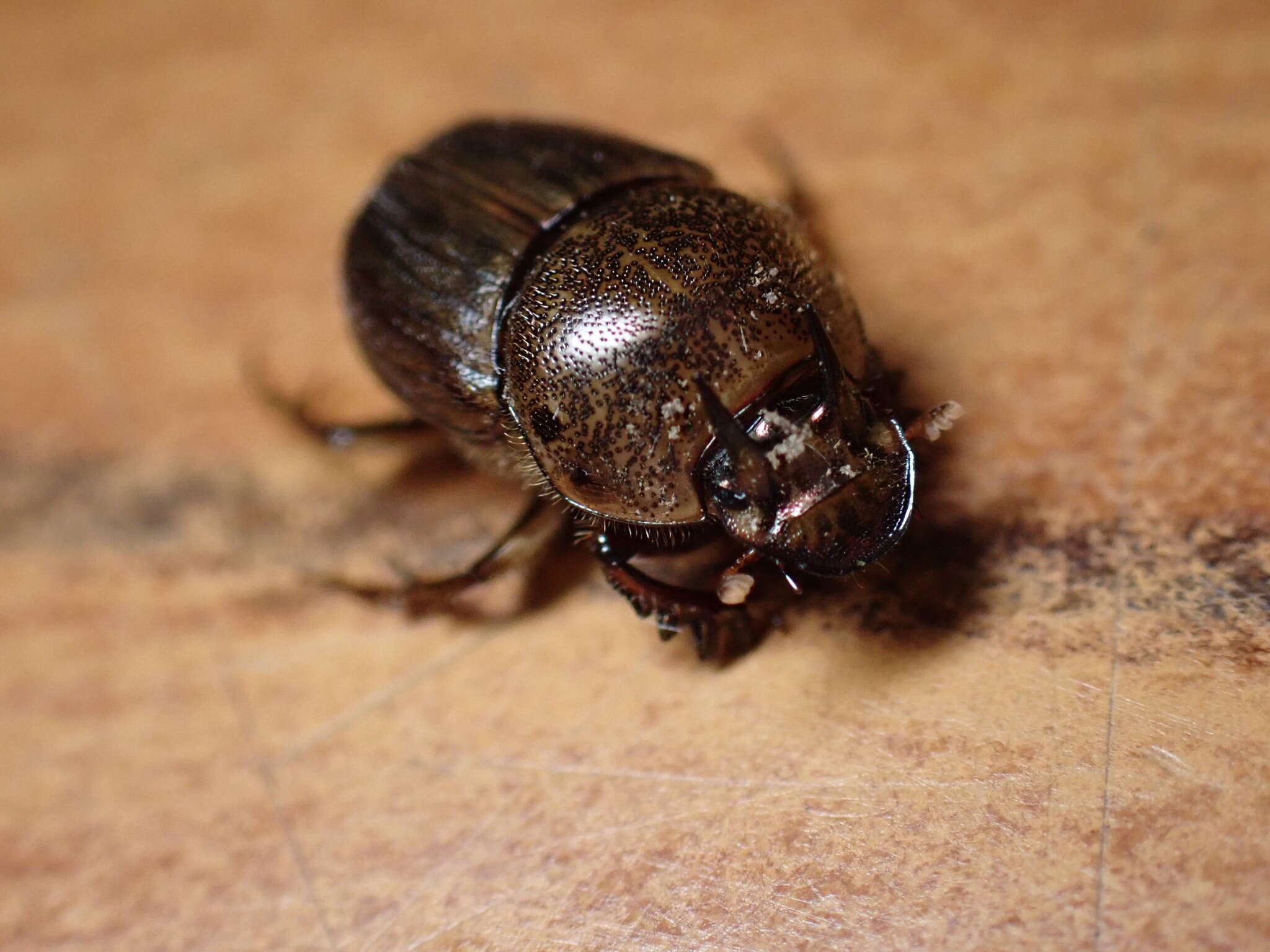 Image of Onthophagus (Serrophorus) rectecornutus Lansberge 1883