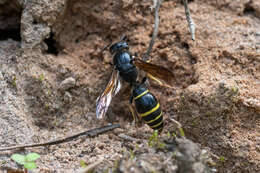 Sivun Symmorphus murarius (Linnaeus 1758) kuva