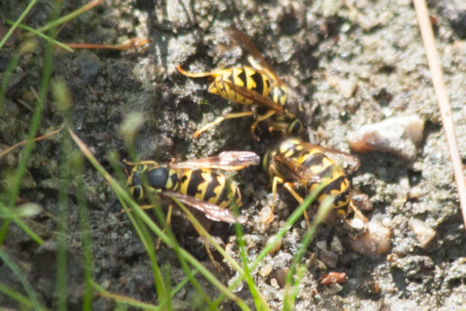 Image of Western Yellowjacket