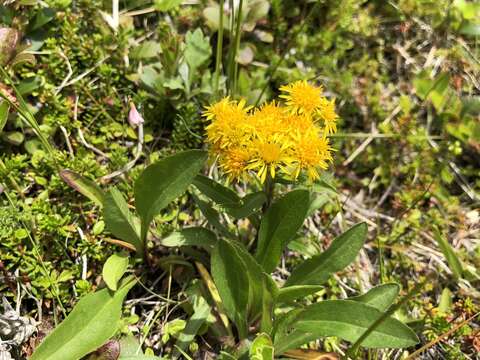 Image of Rocky Mountain goldenrod