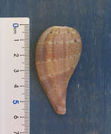 Image of paper fig shell