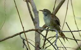 Image of Sulphur-bearded Reedhaunter