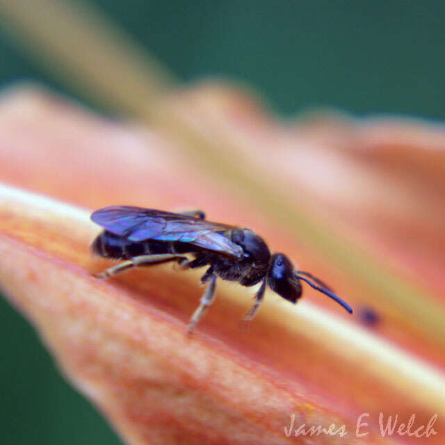 Image de Lasioglossum quebecense (Crawford 1907)