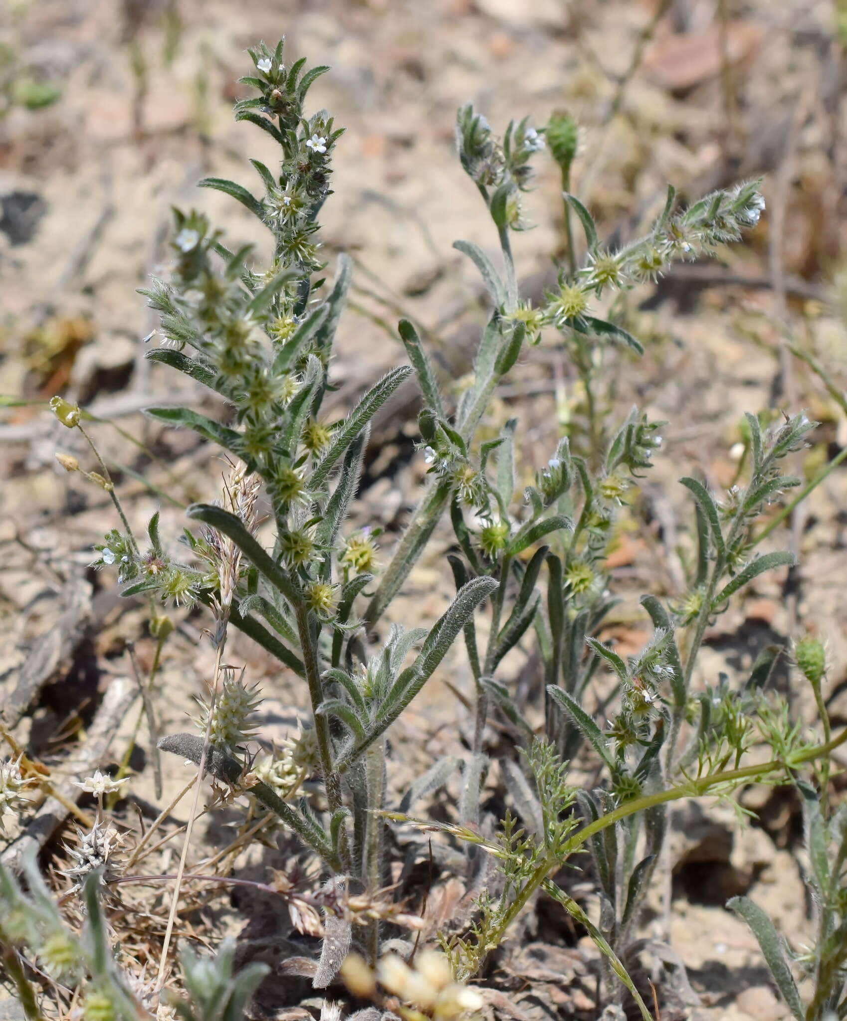 Image of Lappula patula (Lehm.) Gürke