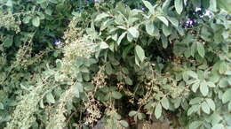 Image of Ehretia tinifolia L.
