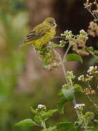 Image of Papyrus Canary