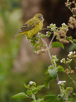 Image of Papyrus Canary
