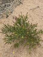 Image of Mojave toothleaf