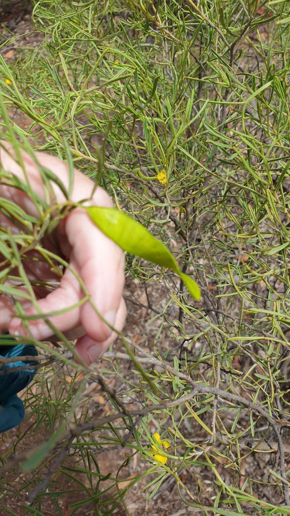 Слика од Senna artemisioides subsp. zygophylla