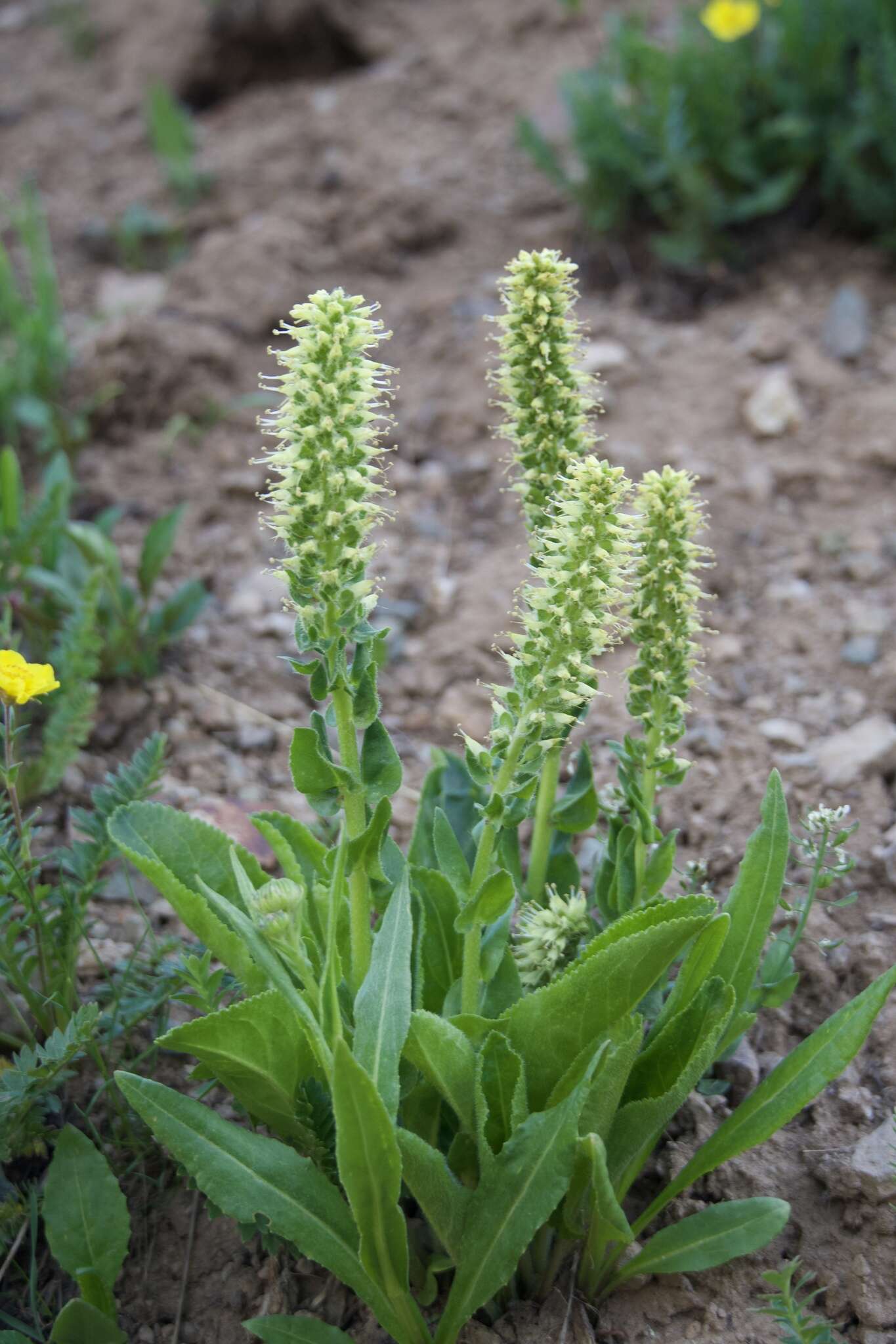 Sivun Veronica ritteriana (Eastw.) M. M. Mart. Ort. & Albach kuva