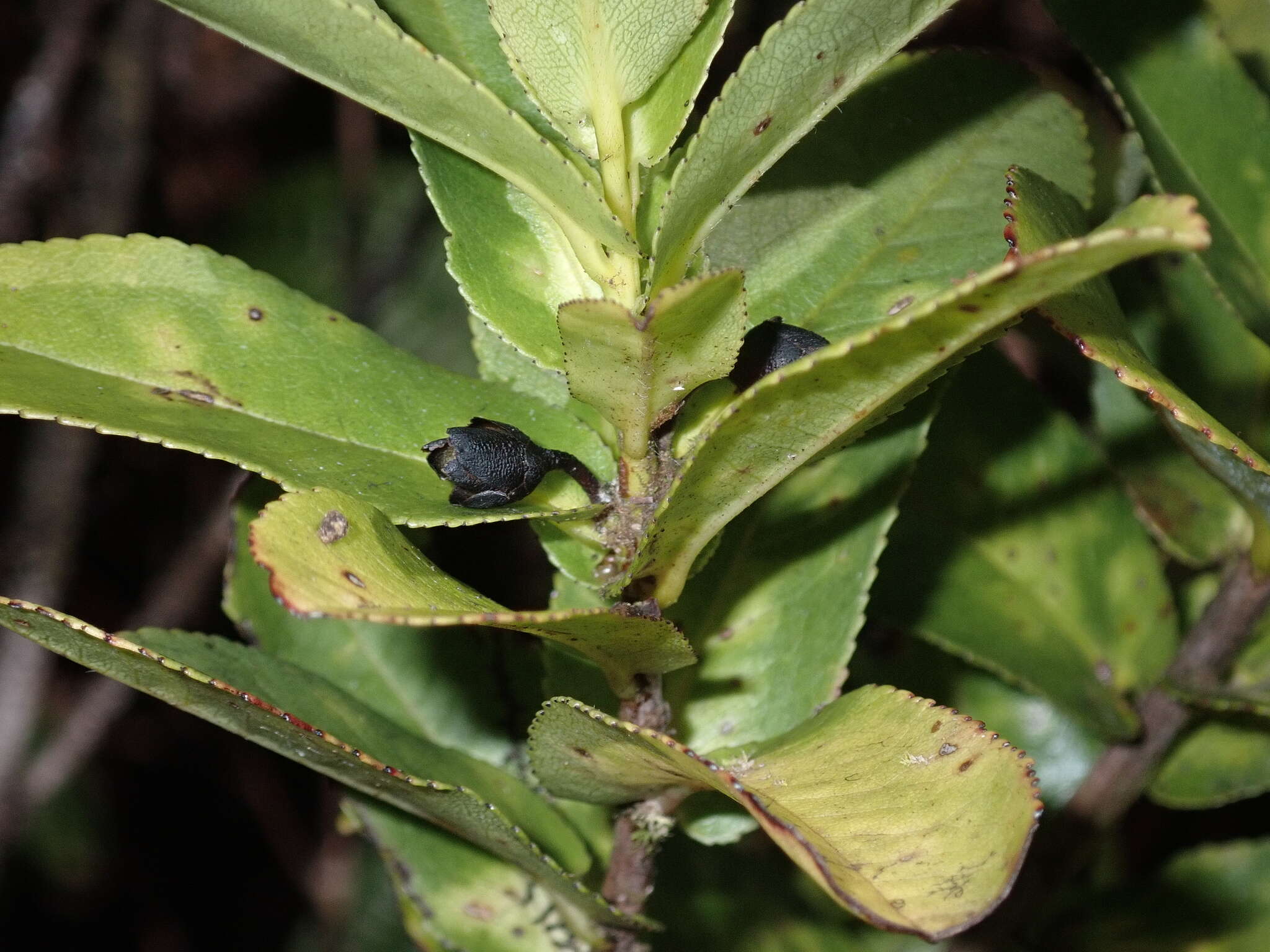 Image of Anini