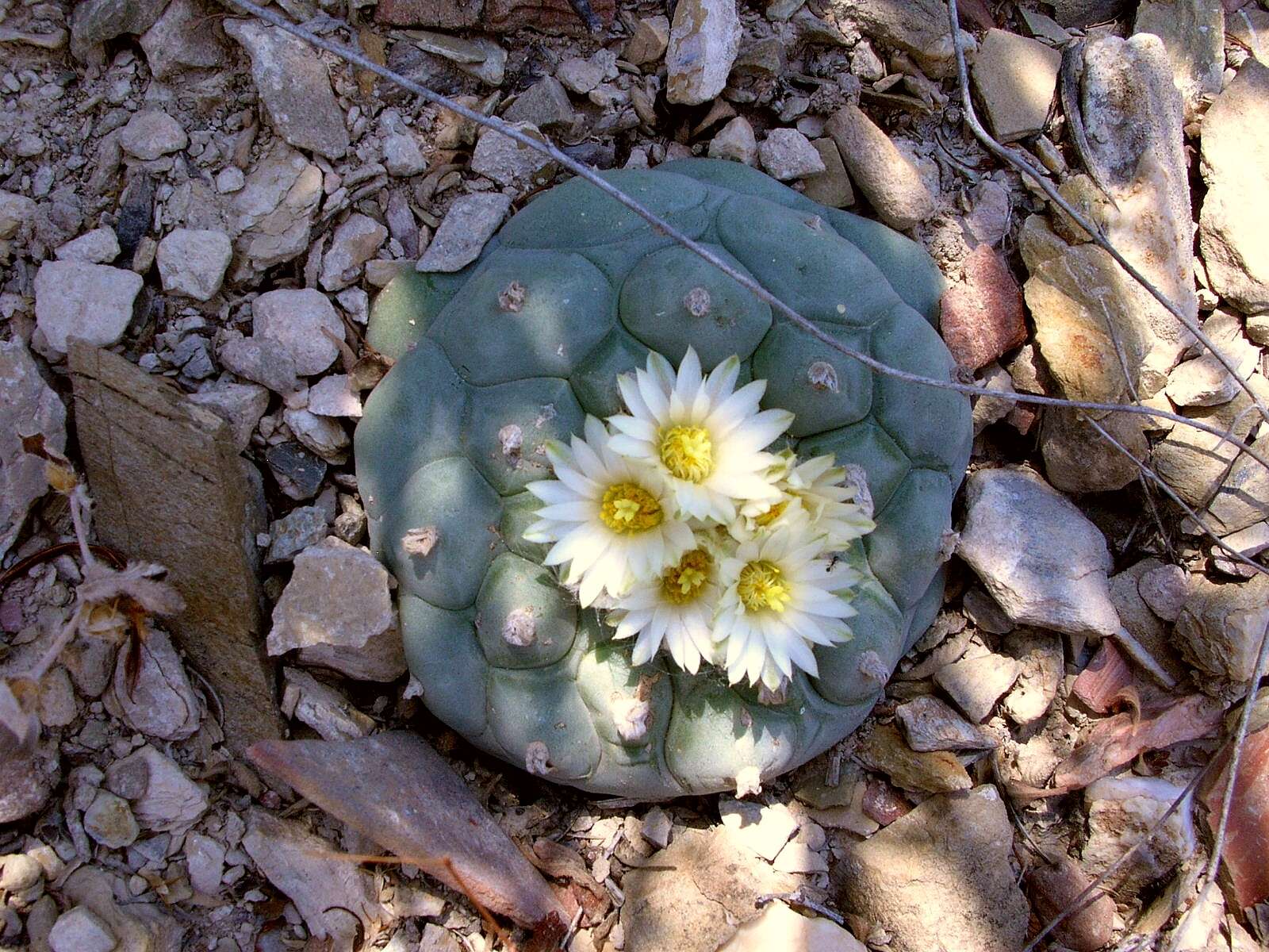 Image of Peyote