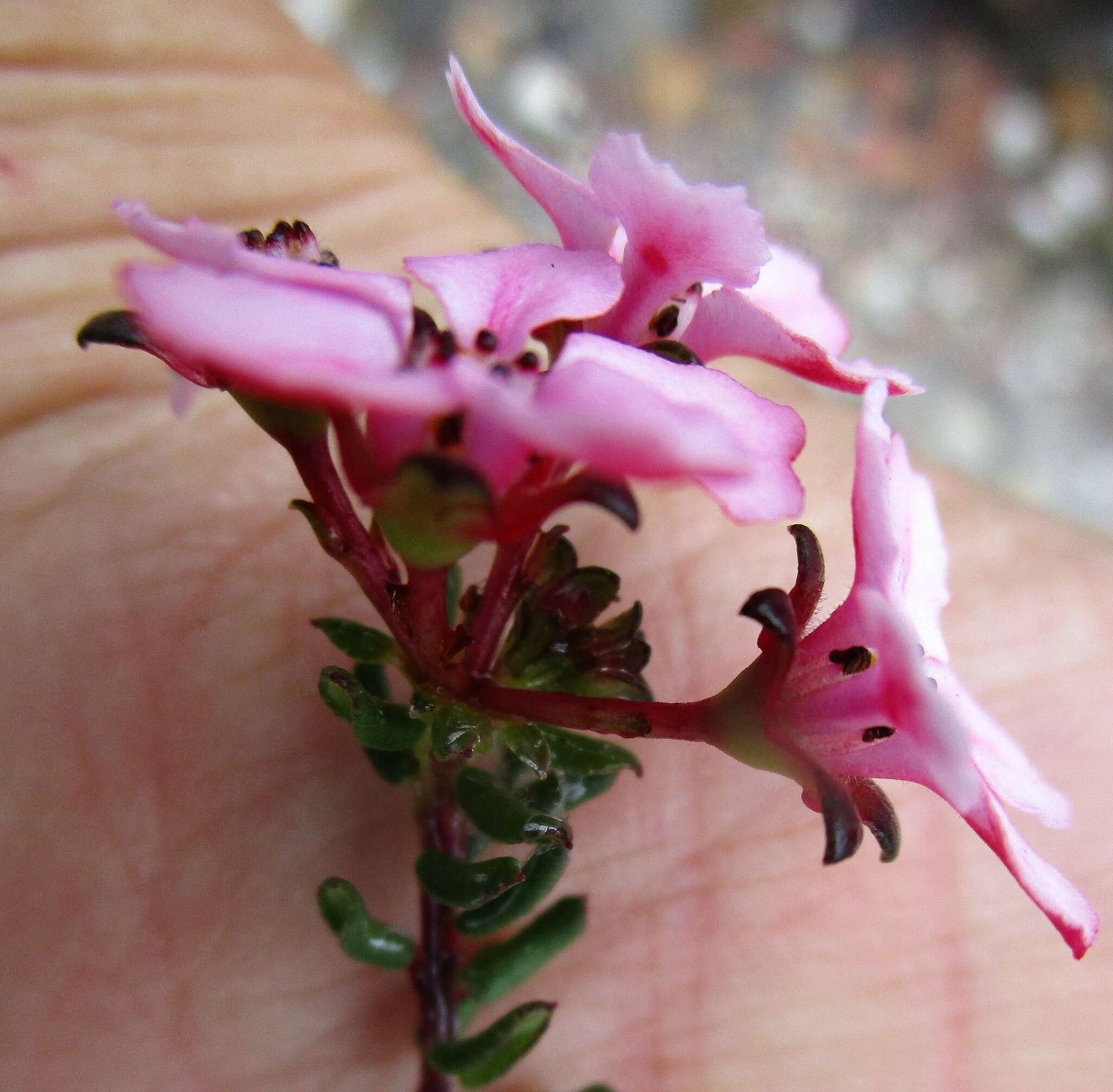 Image of Adenandra mundiifolia Eckl. & Zeyh.