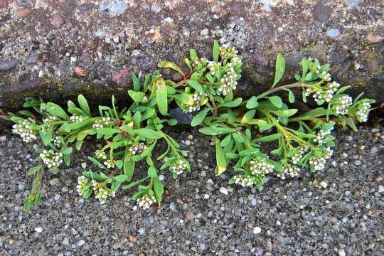 Plancia ëd Corrigiola litoralis subsp. litoralis