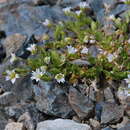 Image of Cerastium pusillum Ser.