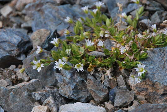 Plancia ëd Cerastium pusillum Ser.