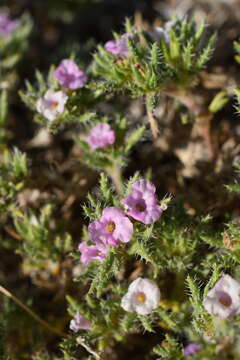 Image of matted crinklemat