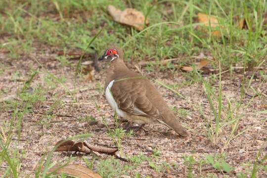 Image of Partridge Pigeon