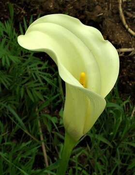 Image of Spotted-leaved arum lily