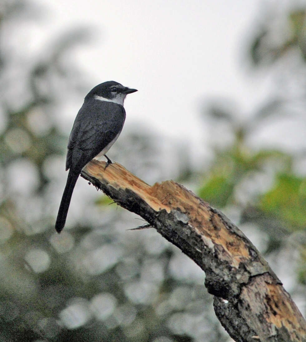 Image of Ryukyu Minivet