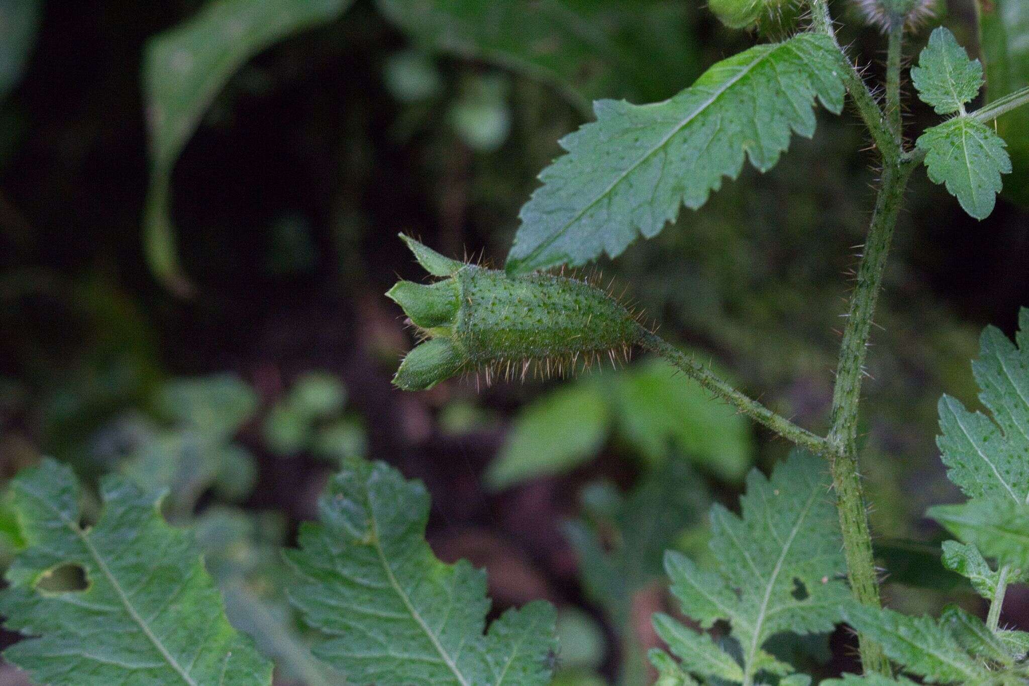 Image of Nasa triphylla subsp. rudis (Benth.) Weigend