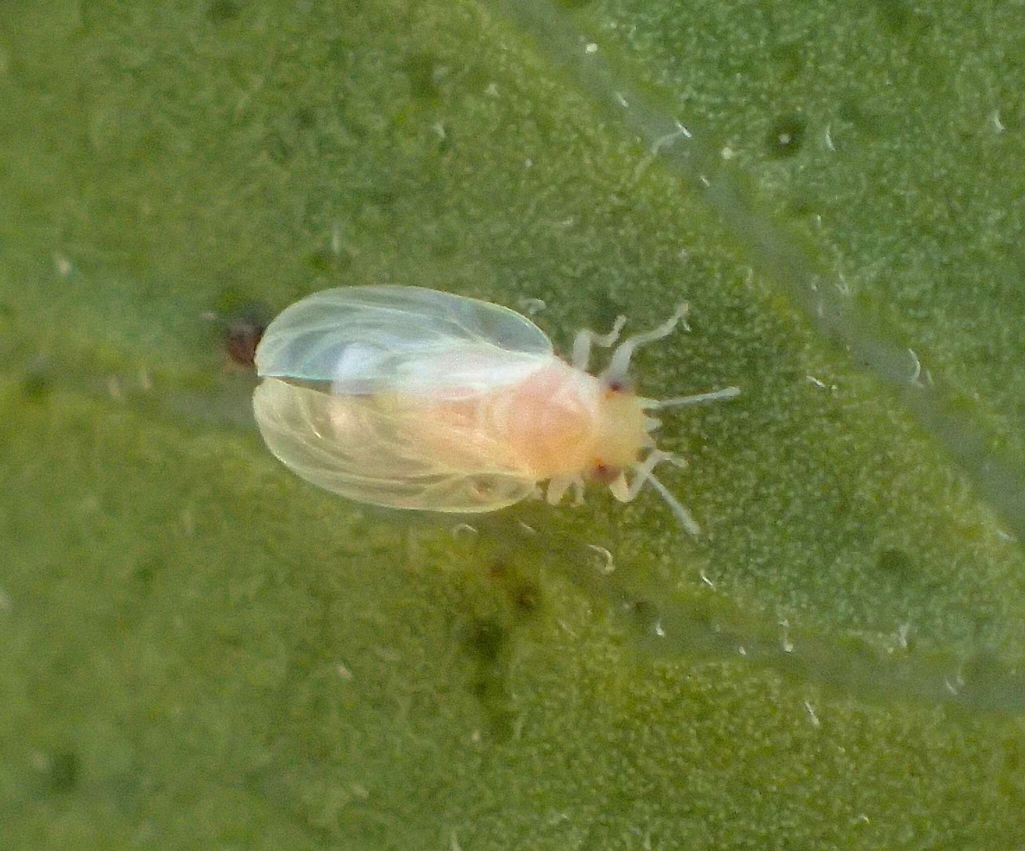 Image de Calophya californica Schwarz 1904