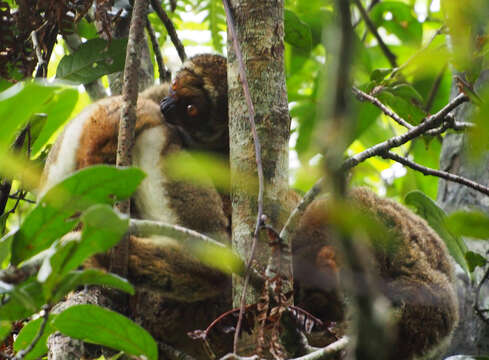 Image of Woolly Lemur