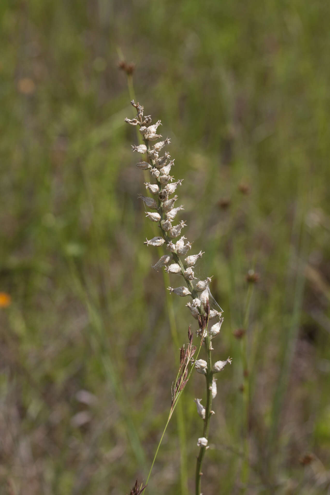 Image of white colicroot