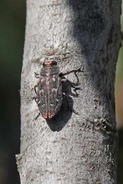 Image of Pacific Flatheaded Borer